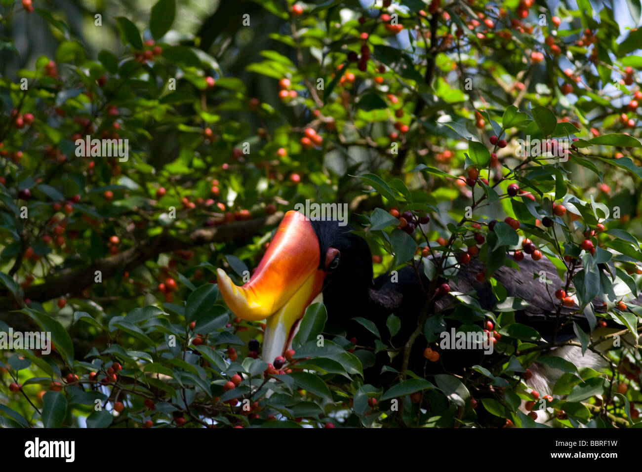 The beautiful and colourful beak seen in Malaysian tropical rainforests This hornbill is eating some local fruits. Stock Photo