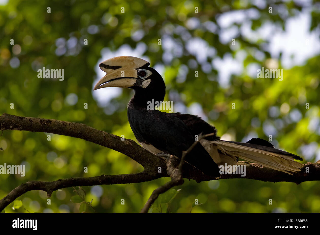 The beautiful and colourful beak seen in Malaysian tropical rainforests This hornbill is eating some local fruits. Stock Photo