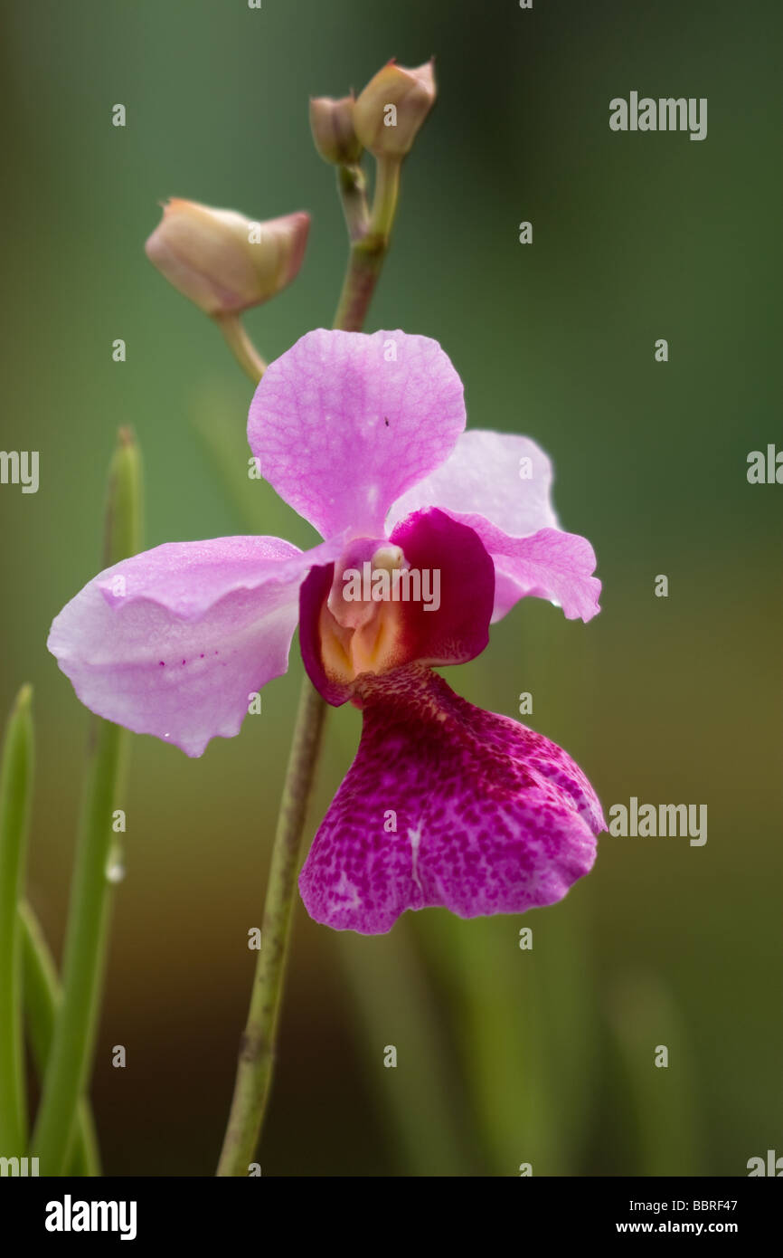 Wild and colourful orchids of tropical country of Malaysia Stock Photo