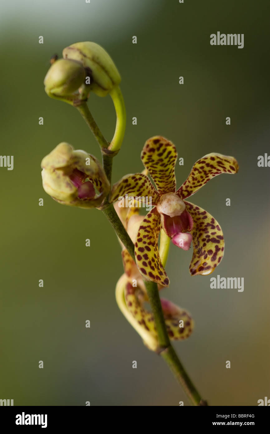 Wild and colourful orchids of tropical country of Malaysia Stock Photo