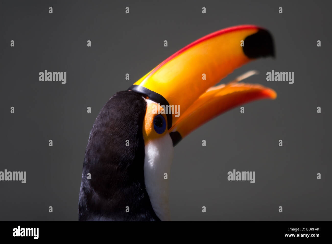 The colourful Toco Toucan and his huge and bright colour beak as seen in the park Stock Photo