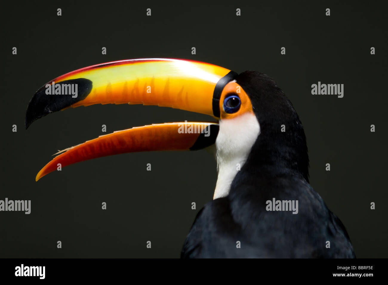 The colourful Toco Toucan and his huge and bright colour beak as seen in the park Stock Photo