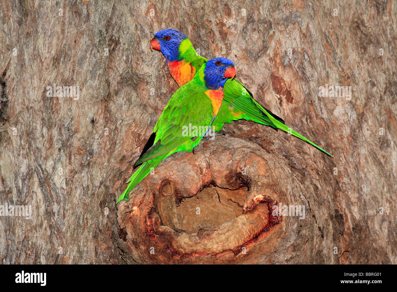 Rainbow Lorikeets, Trichoglossus haematodus, mating pair outside their nest which is built in the hollow of a gum tree, Australia Stock Photo