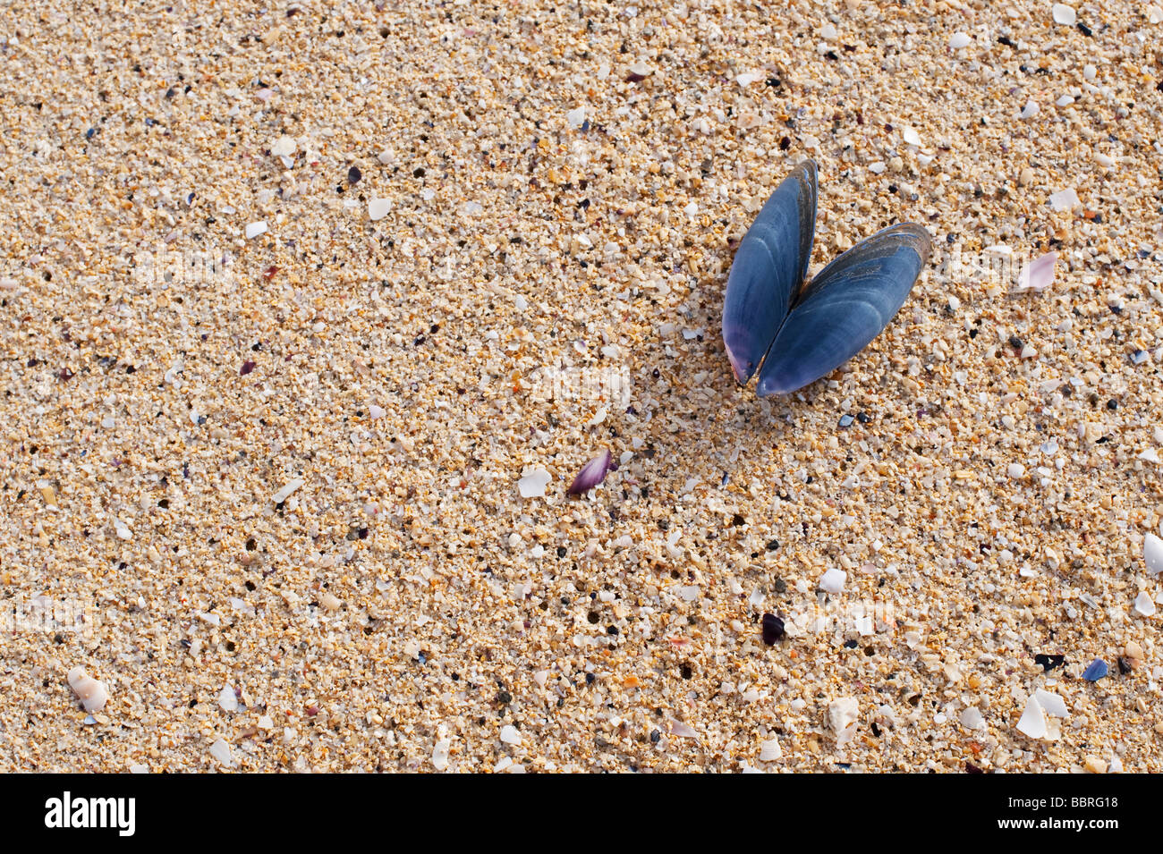 Mussel seashell on a beach, Isle of Harris, Outer Hebrides, Scotland