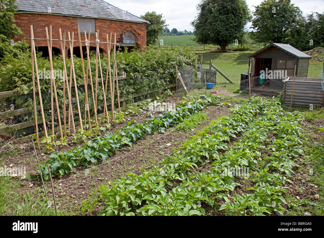 Productive vegetable plot with stick beans potatoes and small chicken ...