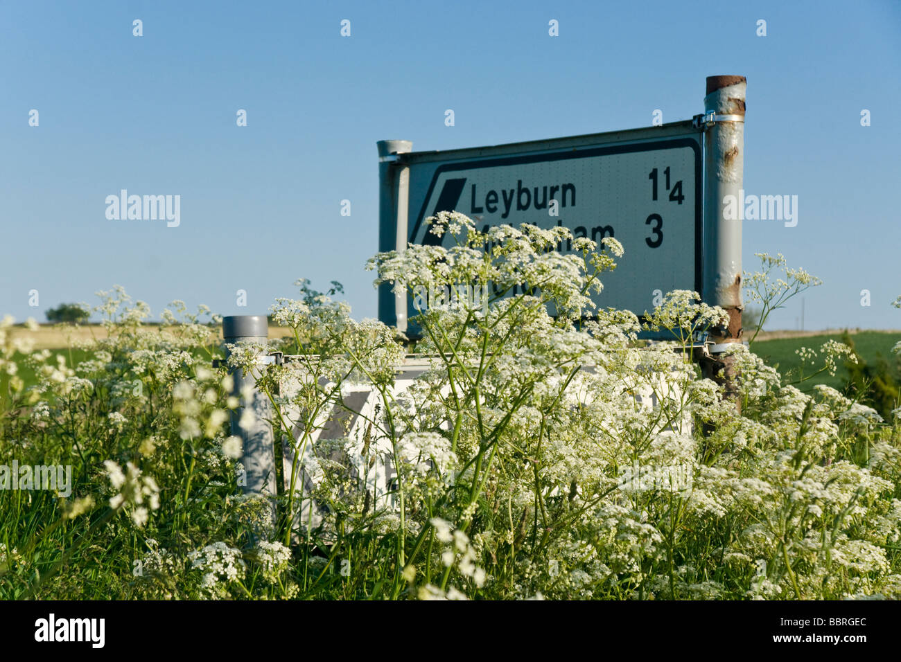 Direction signs obscured by cow parsley growing on the roadside verge. Stock Photo