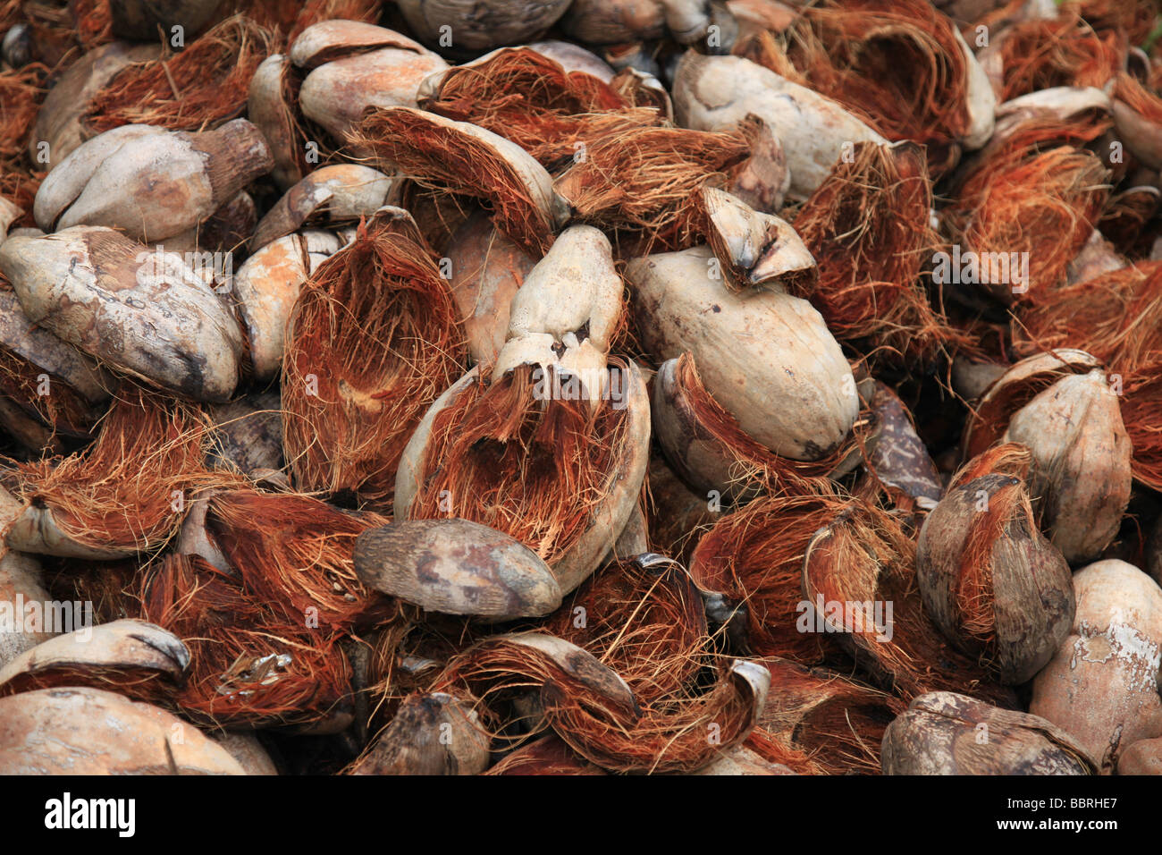 The process of drying coconuts in the Coir Villages In Kerala Stock