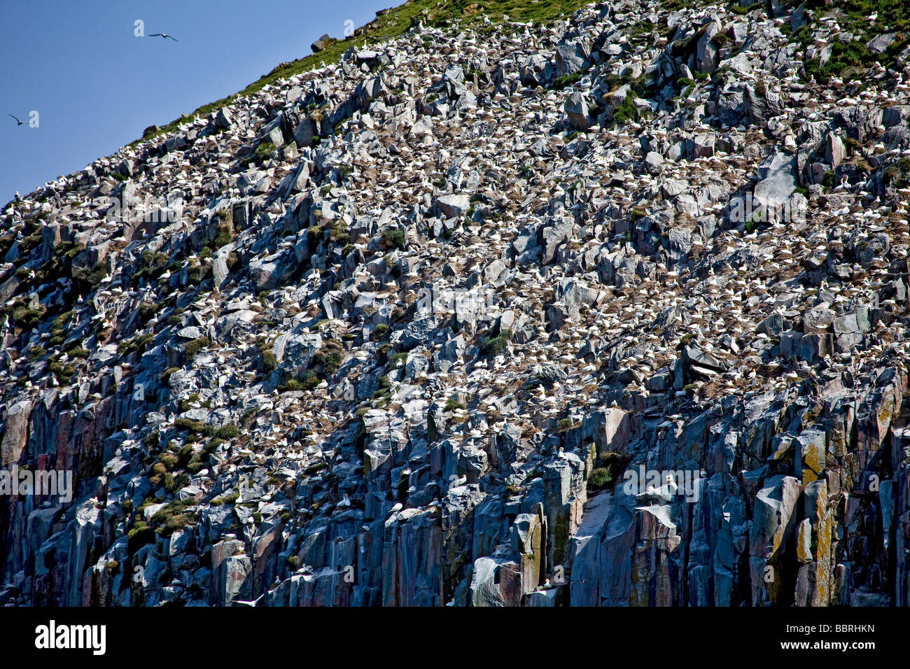 Ailsa Craig, a seabird colony mostly for Northern Gannets, Morus bassanus (fka Sula bassana) in the Firth of Clyde,off the coast of Southwest Scotland Stock Photo