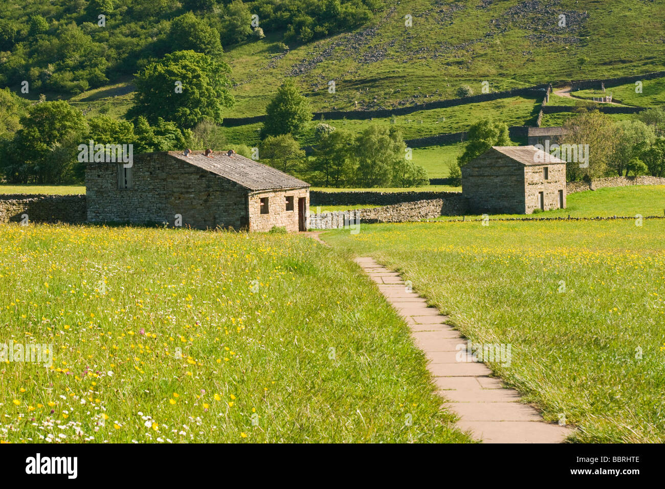 Footpath with barns and traditional hay meadows near Muker in Upper Swaledale. Yorkshire dales National Park. Stock Photo