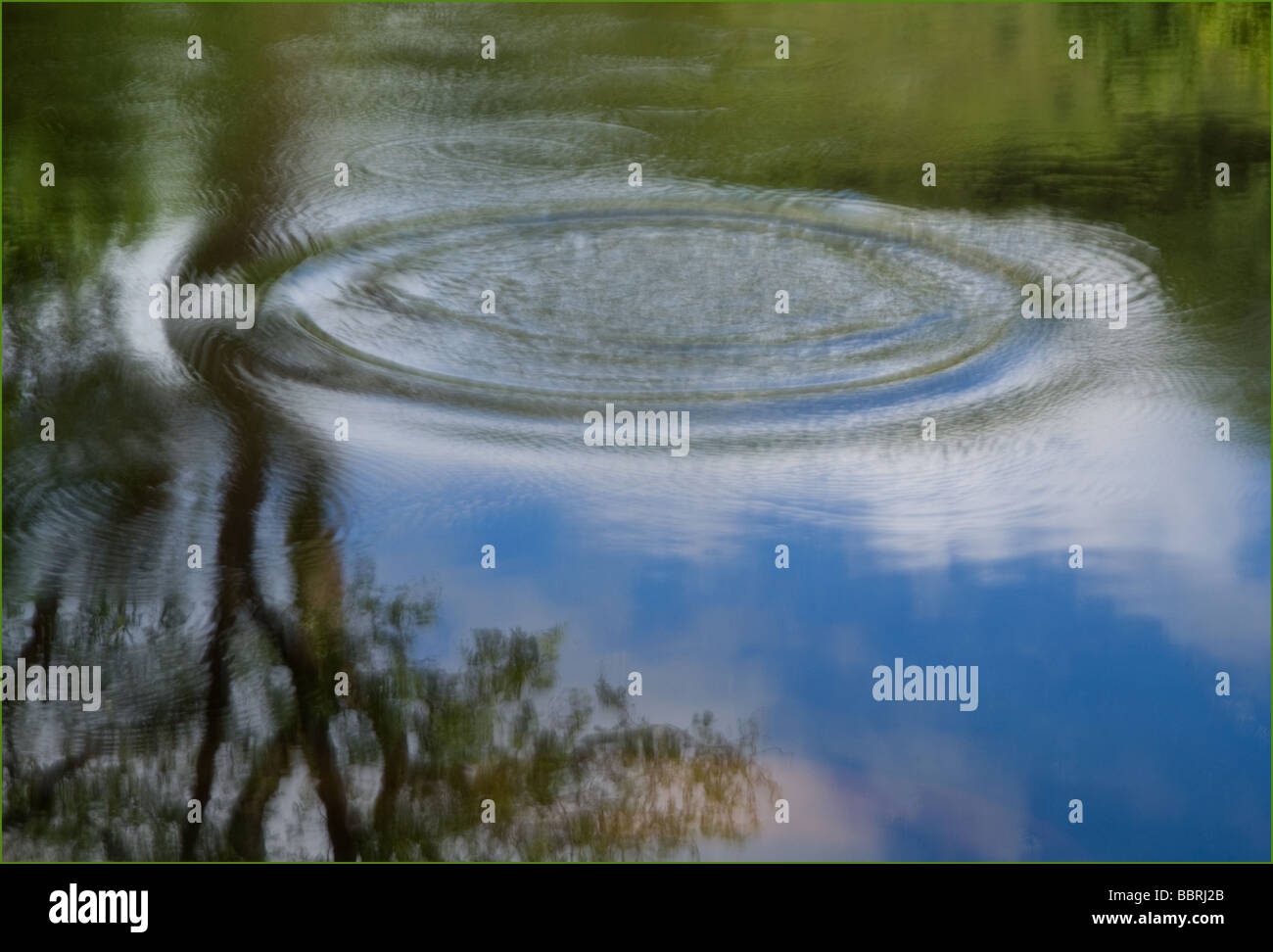 Ripple ring in water and tree reflection. Stock Photo