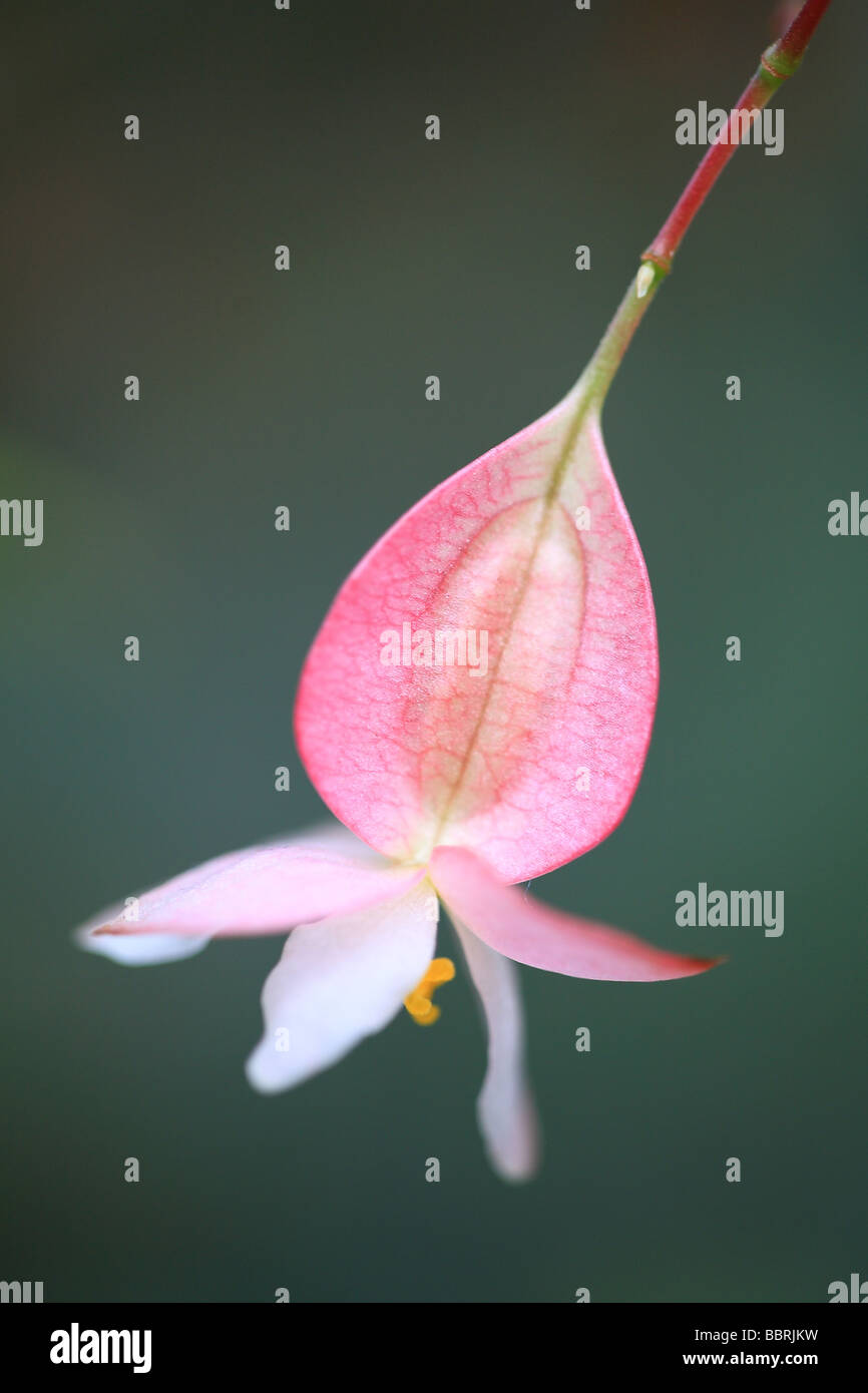 Begonia albopicta Rosea Stock Photo