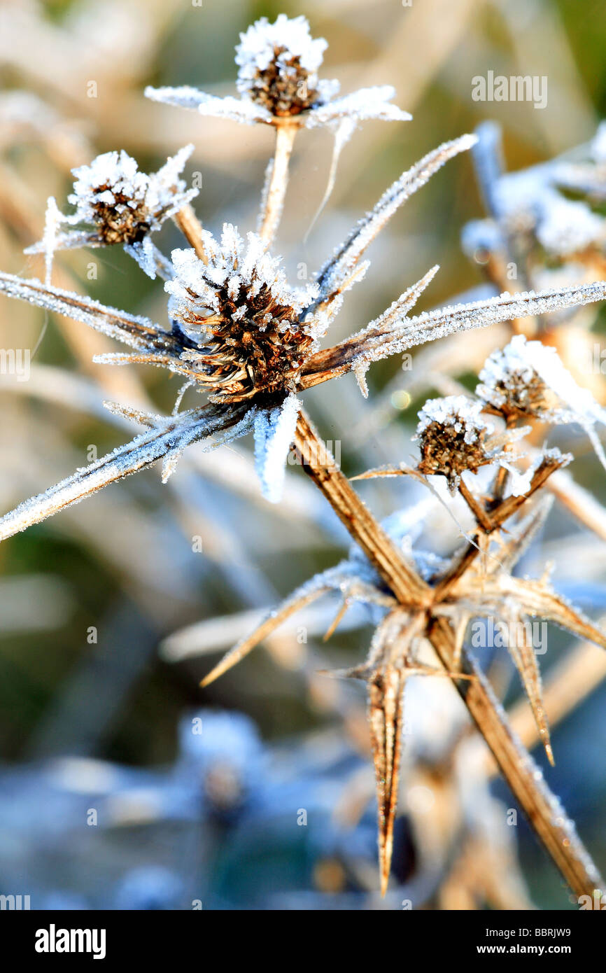 Frosted thistle plant in winter garden England Stock Photo