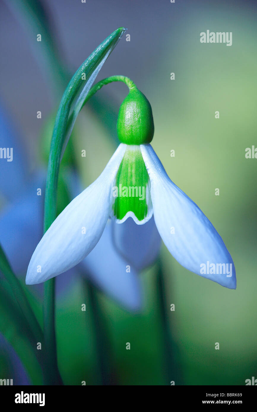 Galanthus Elwesii Snowdrop Elwesii flower England Winter Stock Photo