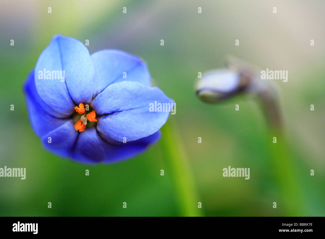 Starflower Jessie Ipheion Jessie Alpine plant flower Glasshouse England Stock Photo