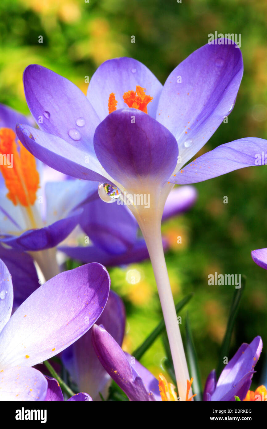Crocus tomasinianus Lilac crocus flower Glasshouse England Spring Stock Photo