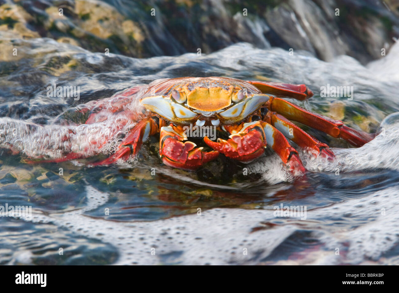 Sally lightfoot crab (Grapsus grapsus) braving the waves Punta Espinosa Fernandina Island Galapagos Ecuador Pacific Ocean Stock Photo