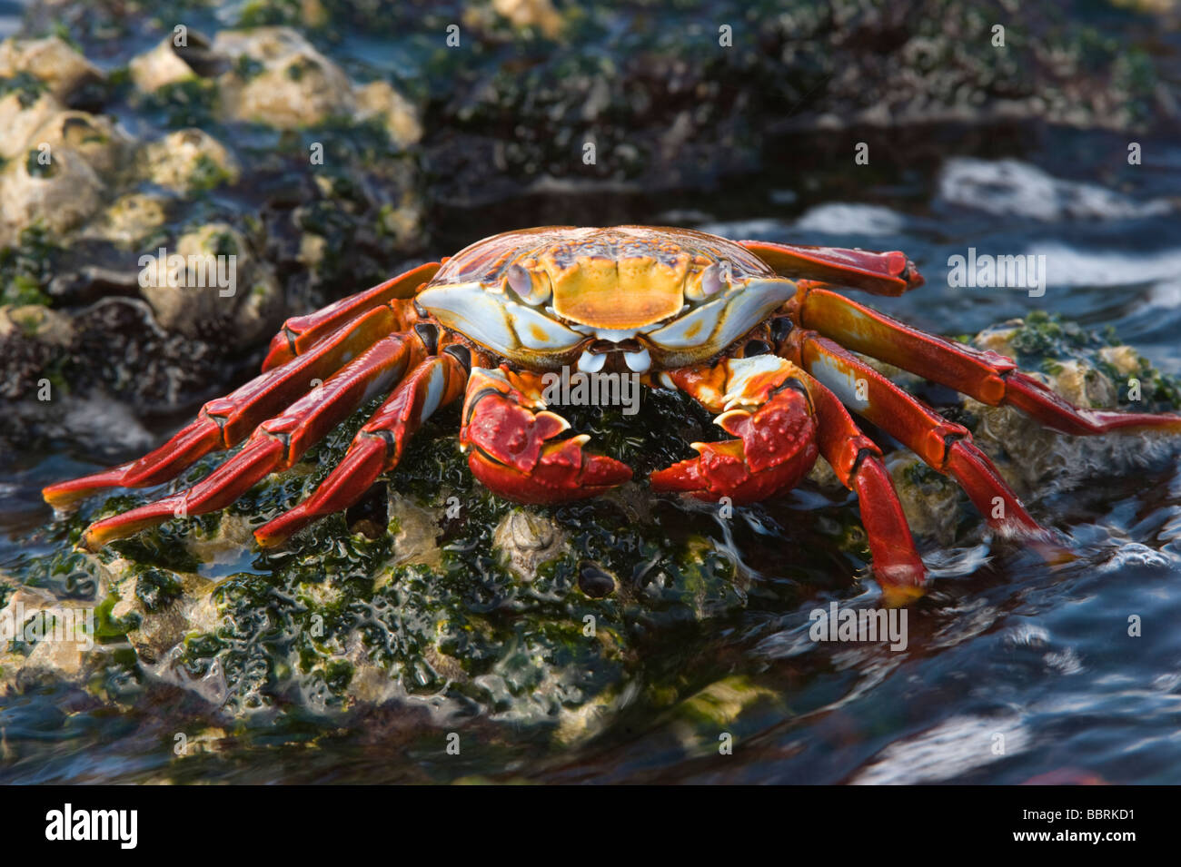 Sally lightfoot crab (Grapsus grapsus) feeding on algae Punta Espinosa Fernandina Island Galapagos Ecuador Pacific Ocean Stock Photo