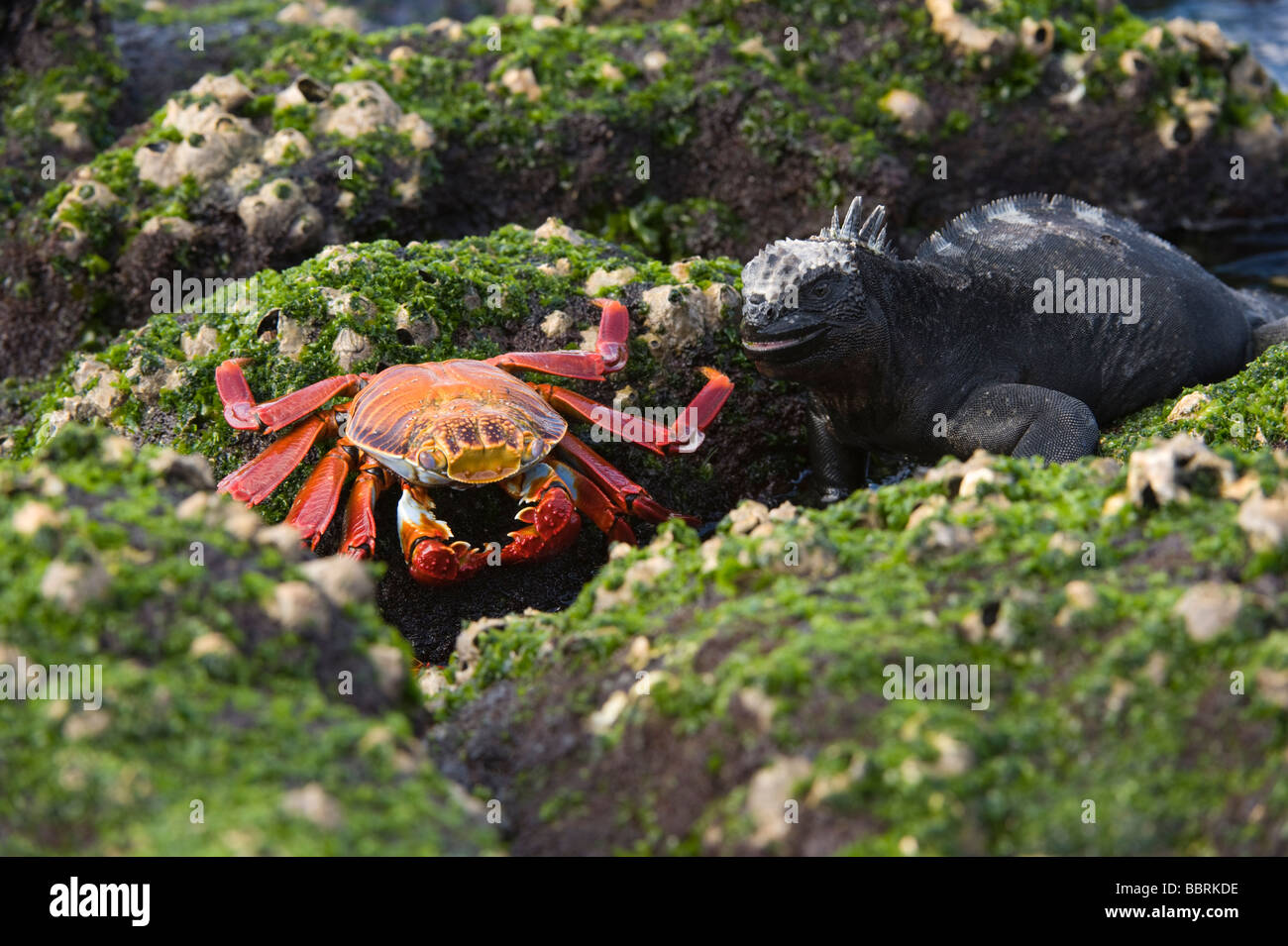 Sally lightfoot crab (Grapsus grapsus) and Marine Iguana Punta Espinosa Fernandina Island Galapagos Ecuador Pacific Stock Photo