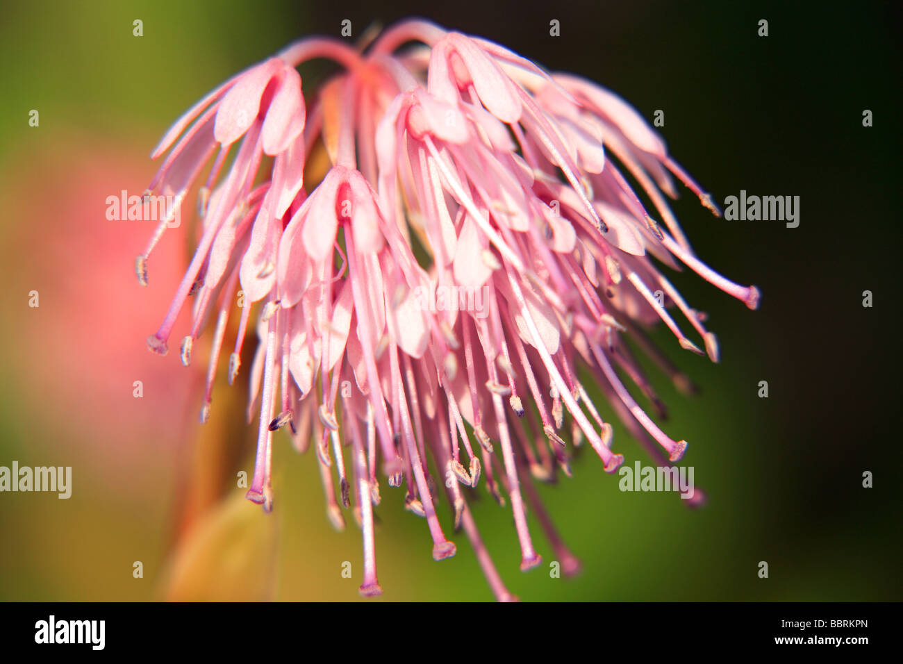 Heloniopsis acutiflora flower Glasshouse England Spring Stock Photo