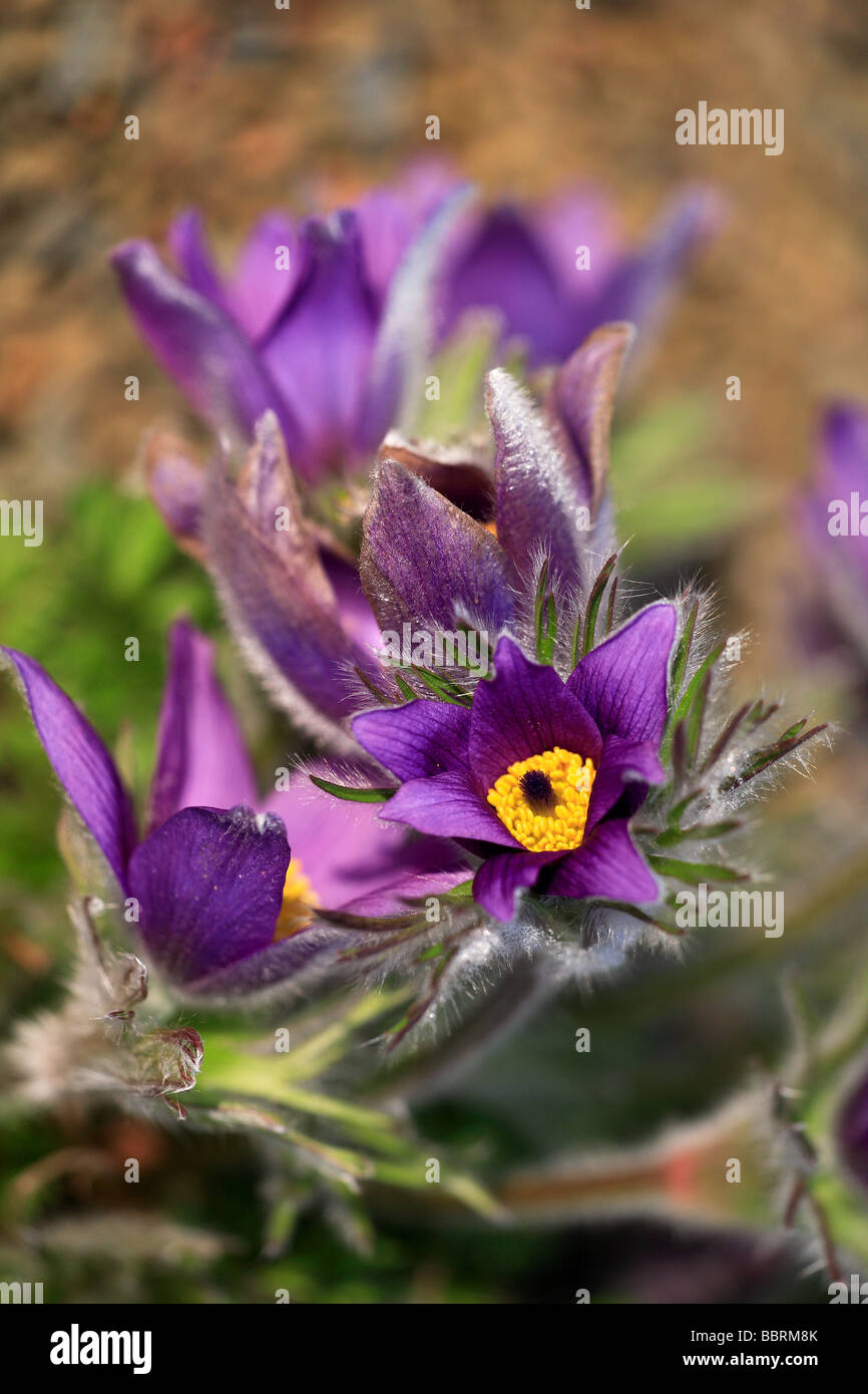 Pulsatilla halleri subs Slavica Slavonian Pasque Flower England Spring Stock Photo