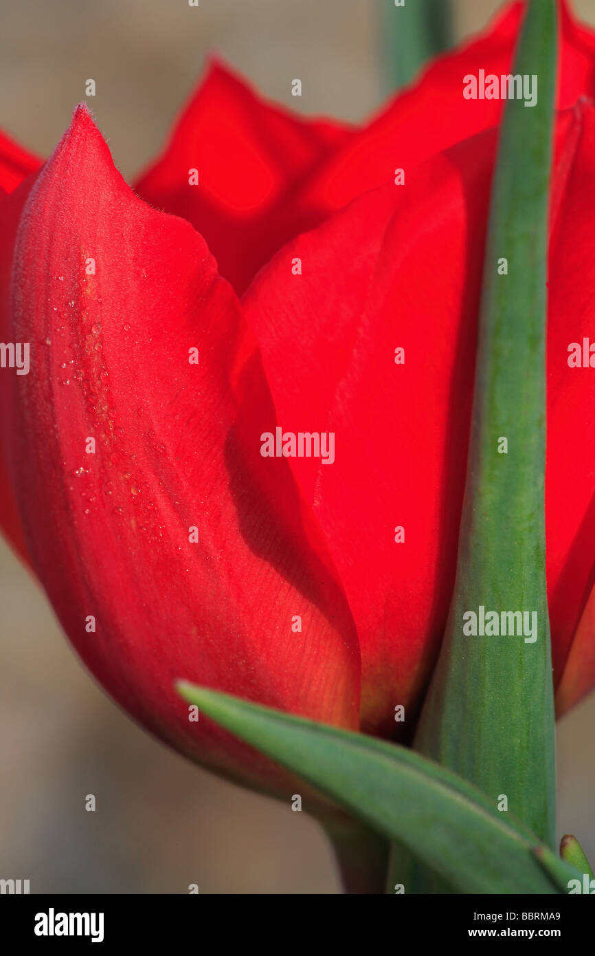 Tulip England Spring Stock Photo