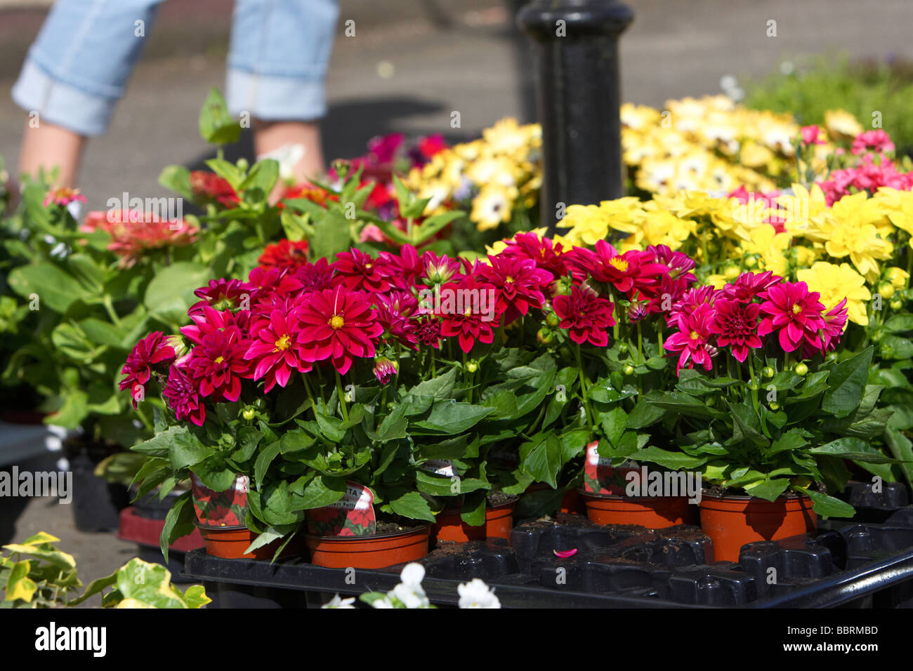 garden flowers for sale at an outdoor market in the uk with womans legs