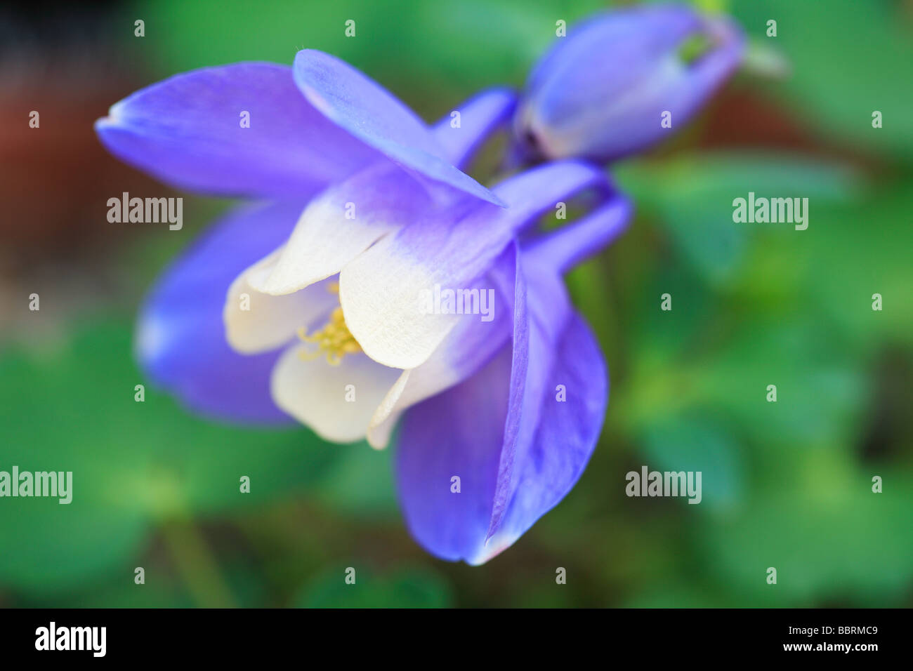 Aquilegia saximontana Rocky mountain blue columbine Alpine plant flower Glasshouse England Spring Stock Photo