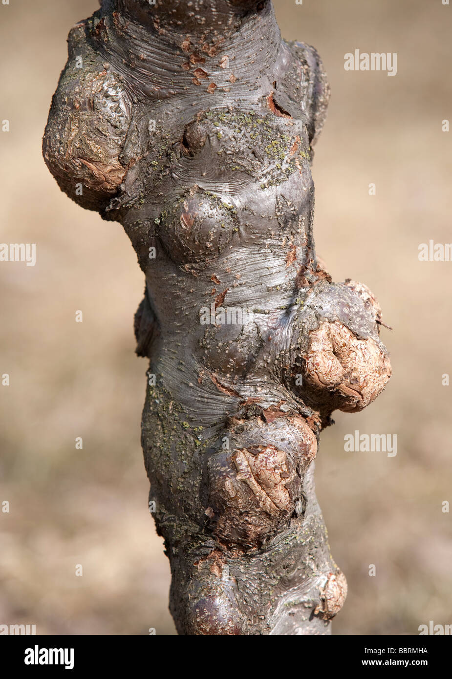 Grey alder ( Alnus Incana gibberosa f. Gibberlii Betulaceae ) trunk Stock Photo