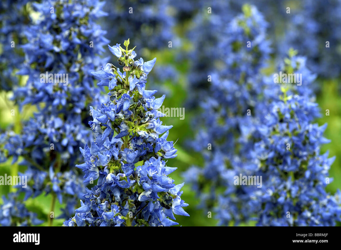 Plectranthus thyrsoideus flower glasshouse England Spring Stock Photo