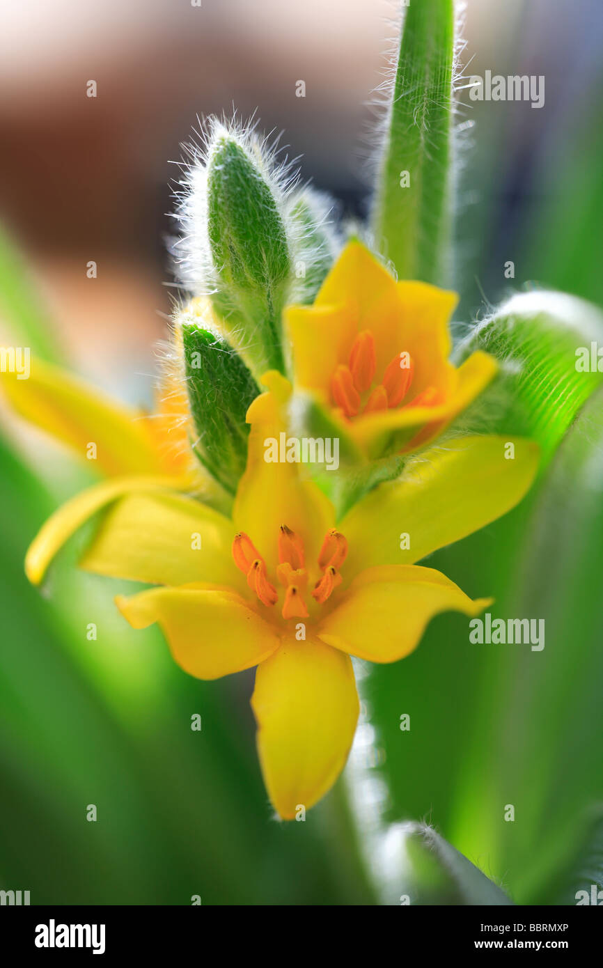 Hypoxis hemerocallidea Star lily flower  Glasshouse England Spring Stock Photo