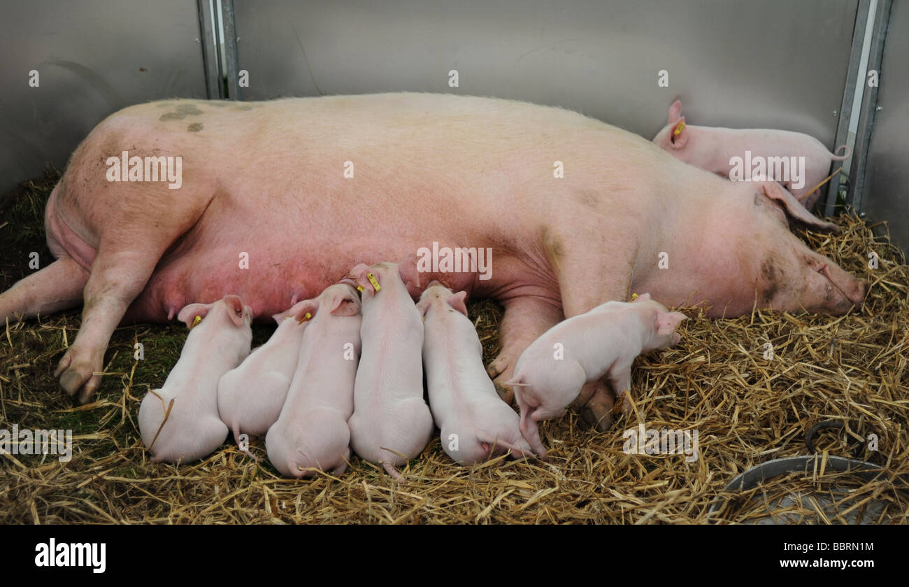 Piglets suckling with their sow at South of England Show Ardingly UK Stock Photo