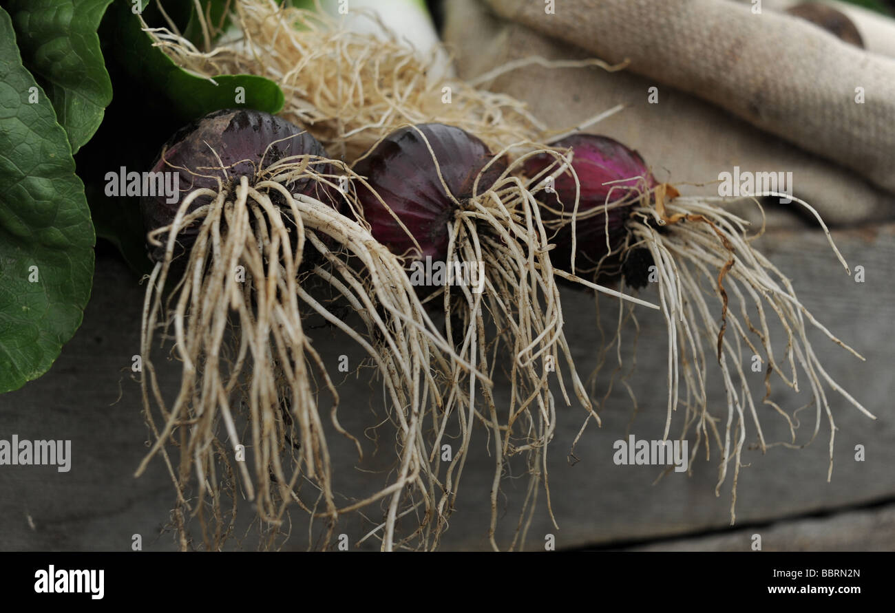 Red onions on display UK Stock Photo