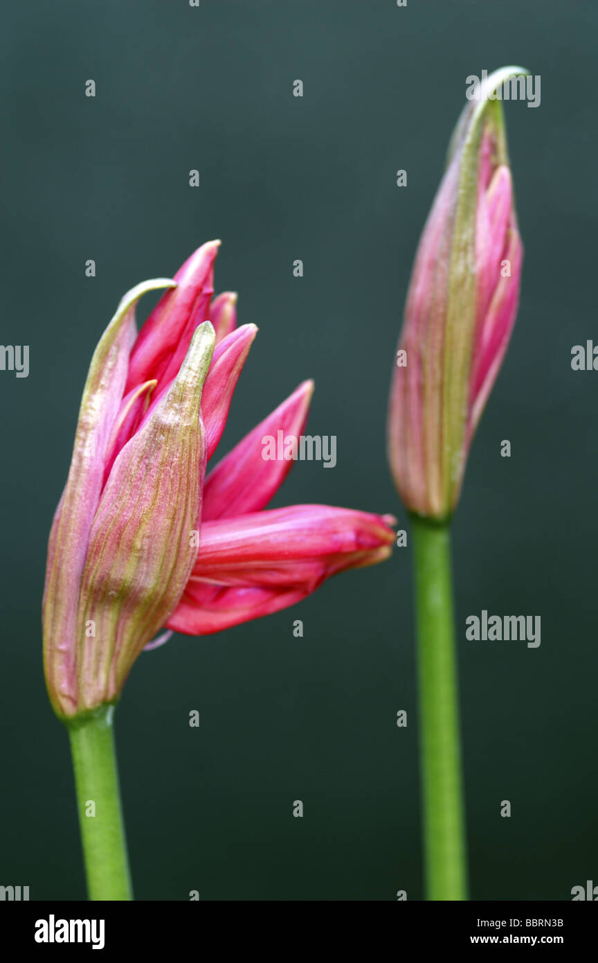 Nerine Hamlet flower Stock Photo