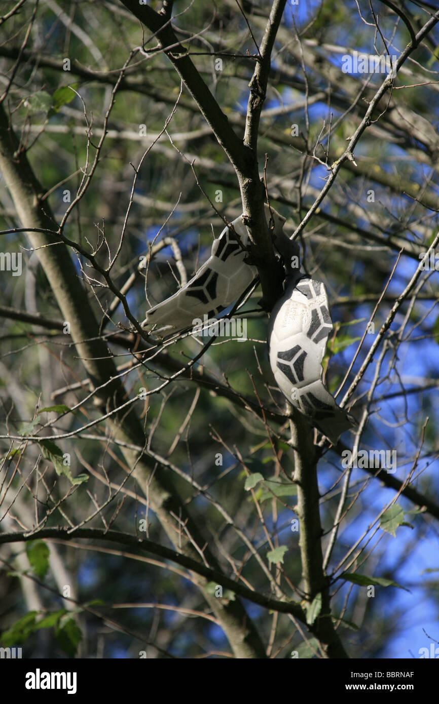 one burst ball stuck in tree in park Stock Photo Alamy
