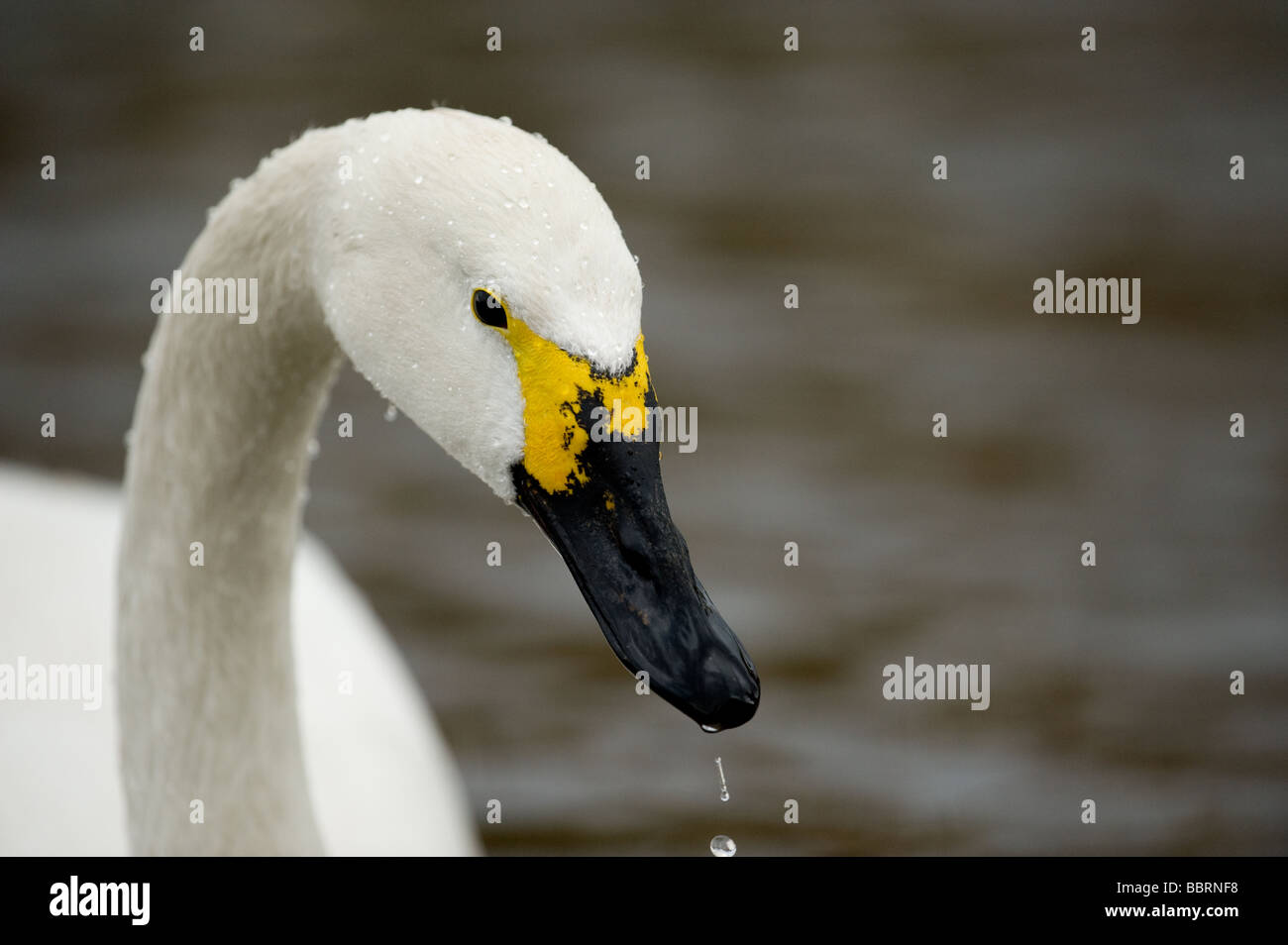 Bewick's Swan Cygnus columbianus Stock Photo