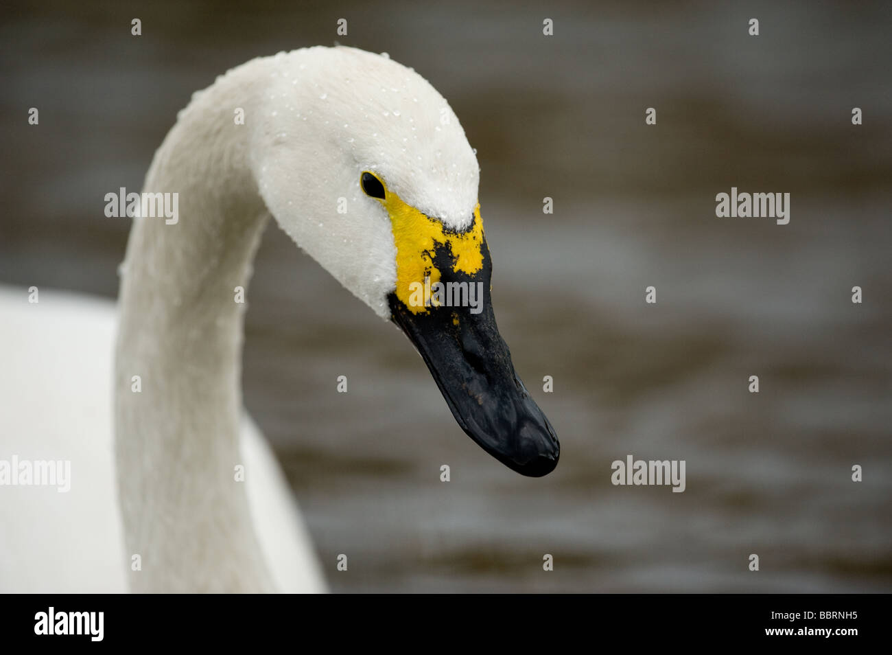 Bewick's Swan Cygnus columbianus Stock Photo