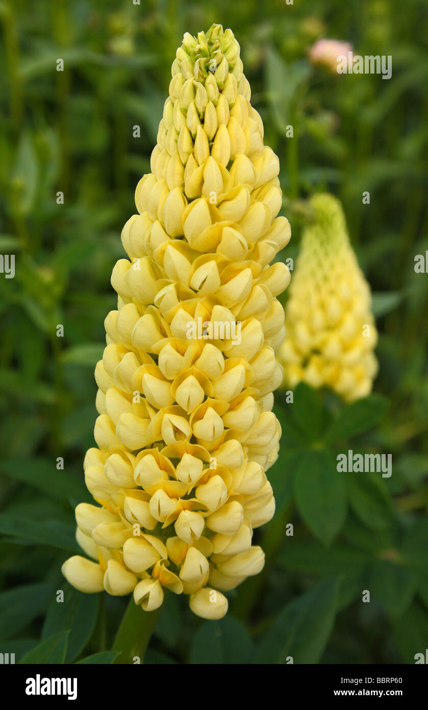 Yellow lupin flower close up Lupinus Stock Photo
