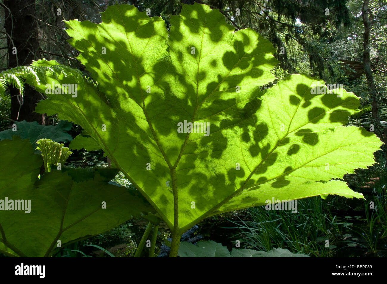 Large Gunnera leaf in a forest Stock Photo