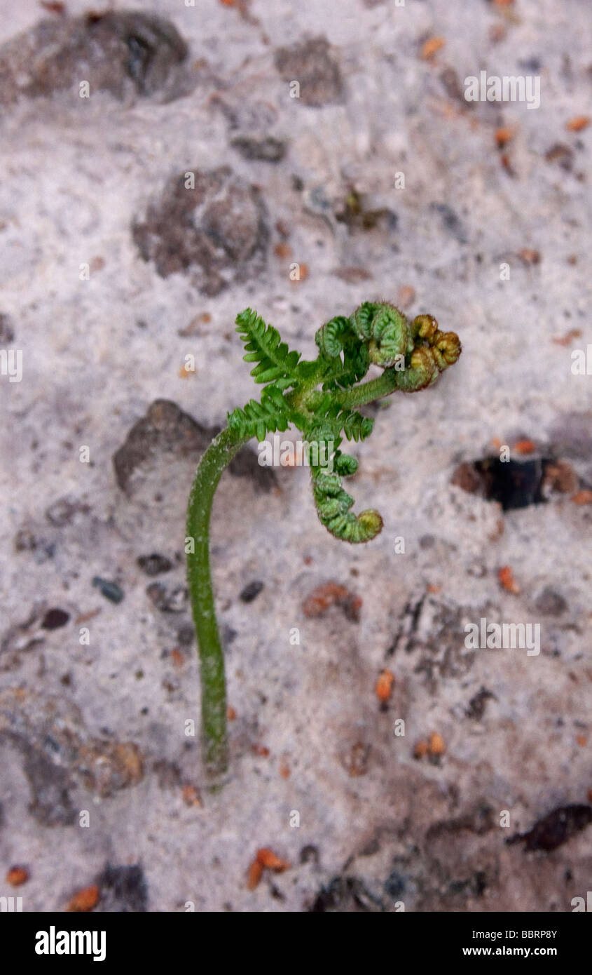 Green shoots of a fern plant Stock Photo