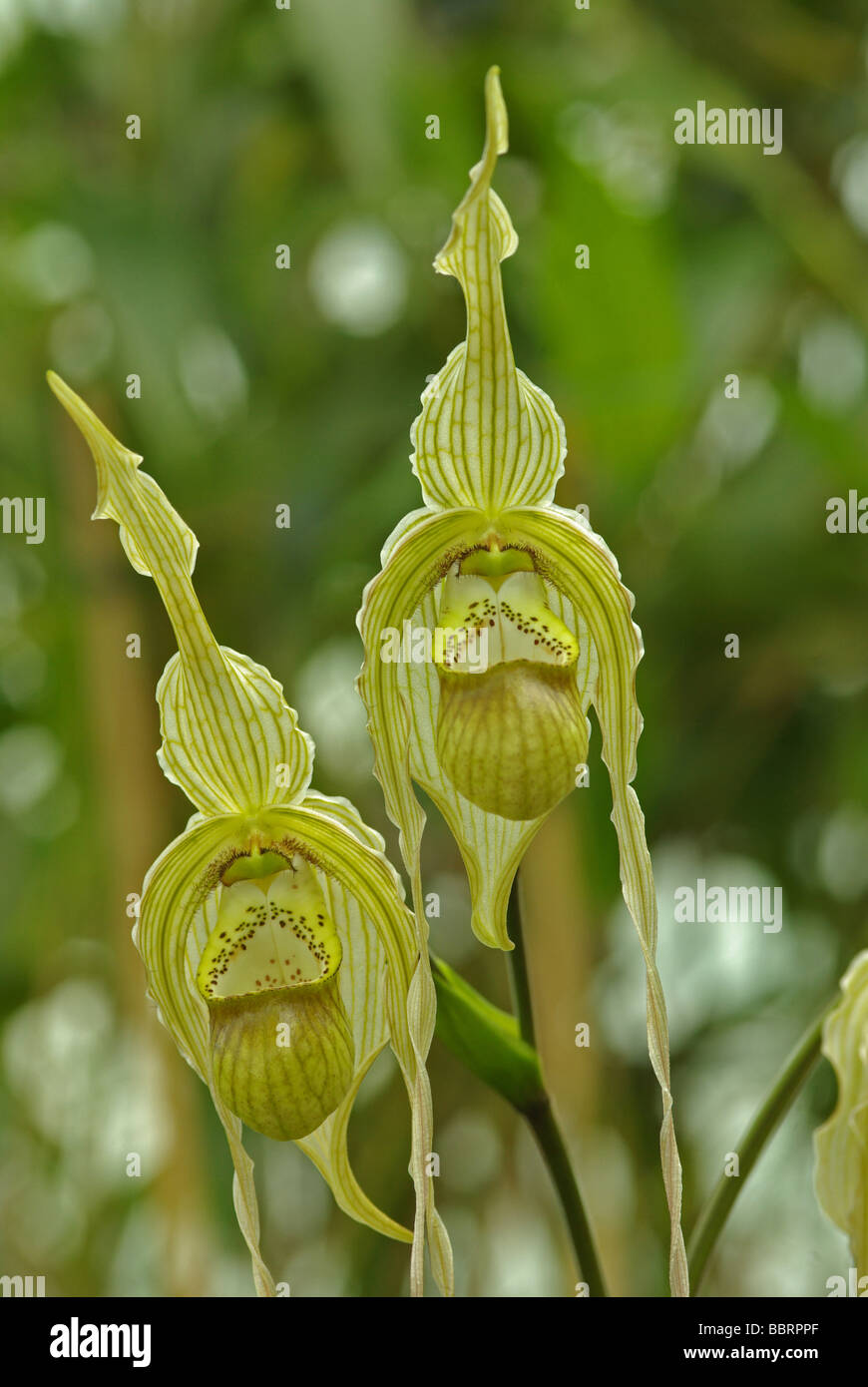 Phragmipedium betheya Stock Photo