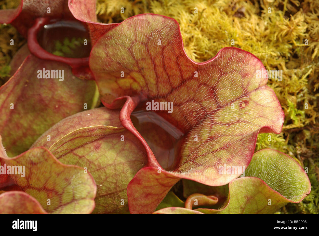 Sarracenia purpurea ssp. venosa Stock Photo