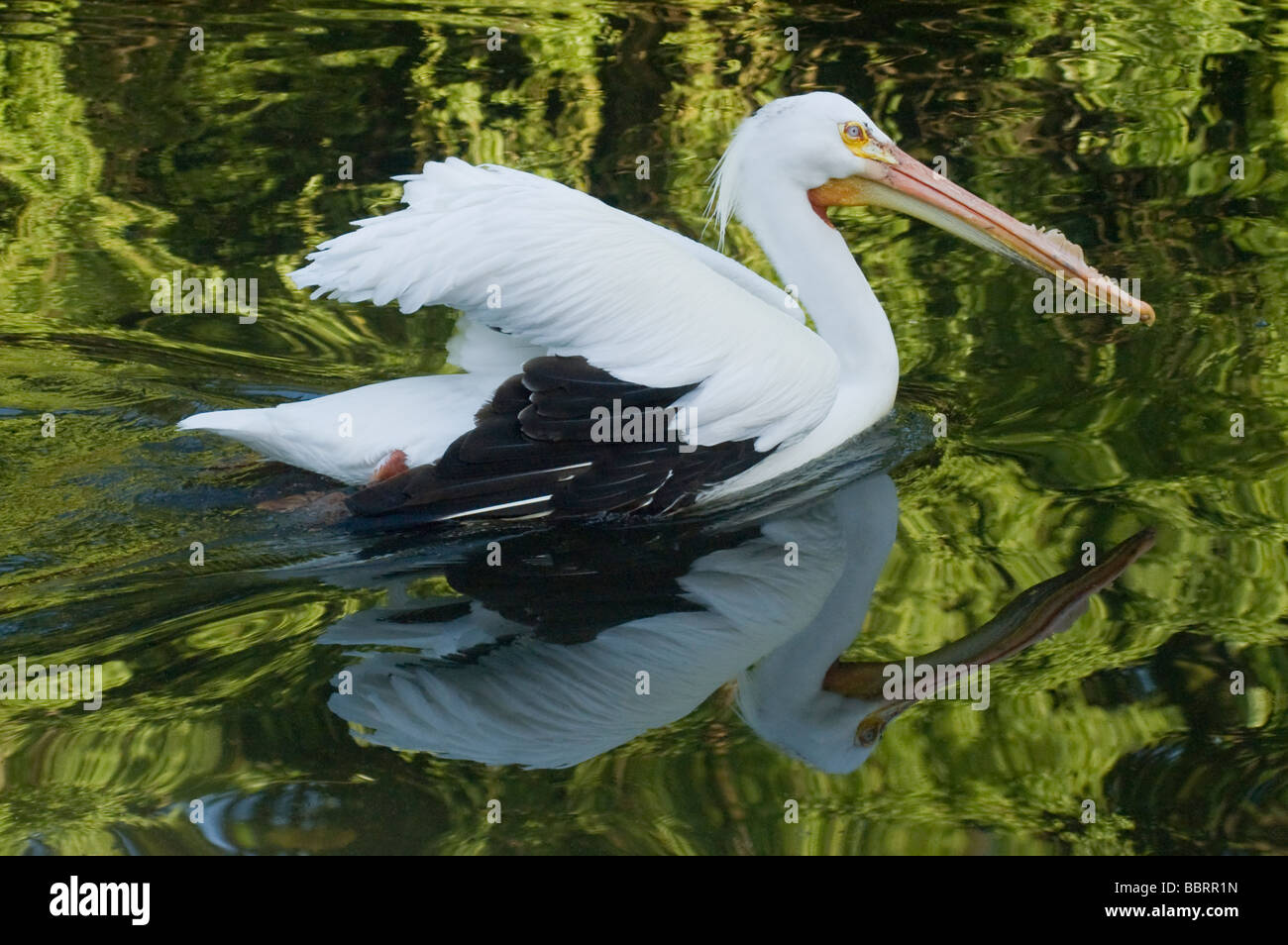 Pelican with reflection and water ripples Stock Photo
