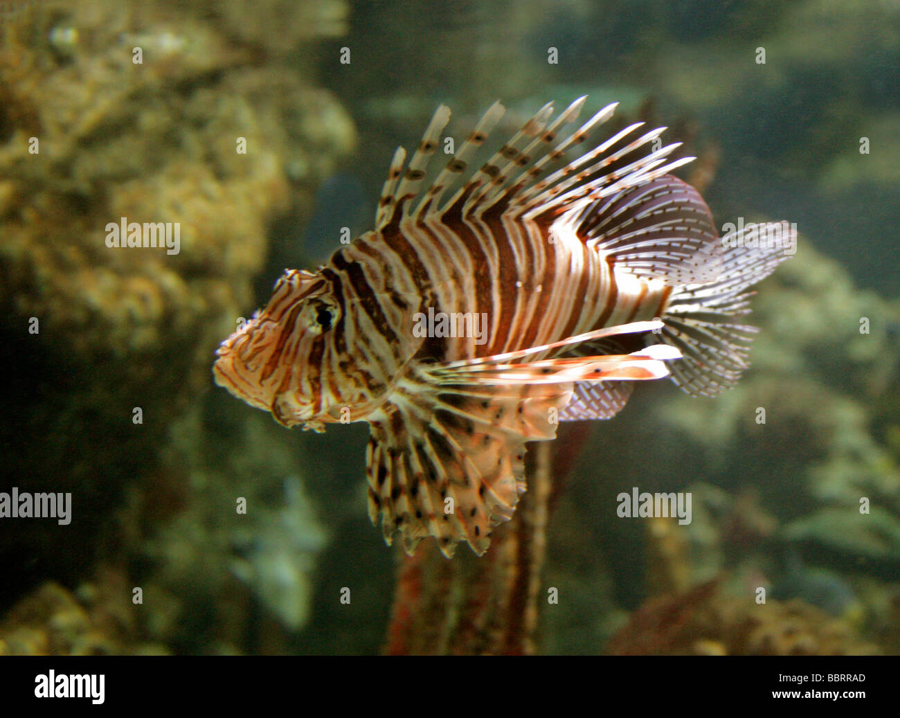 Red Lion Fish, Pterois volitans, Scorpaenidae. A Venomous Reef Fish from the  Indian and Pacific Oceans Stock Photo