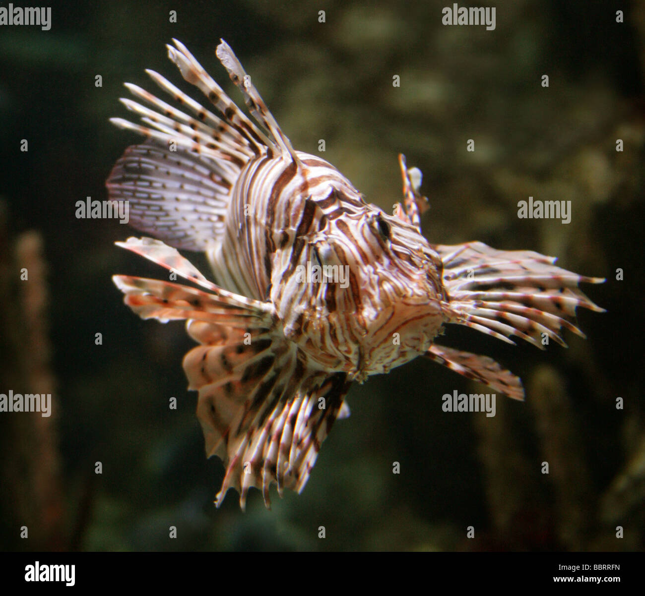 Red Lion Fish, Pterois volitans, Scorpaenidae. A Venomous Reef Fish from the  Indian and Pacific Oceans Stock Photo