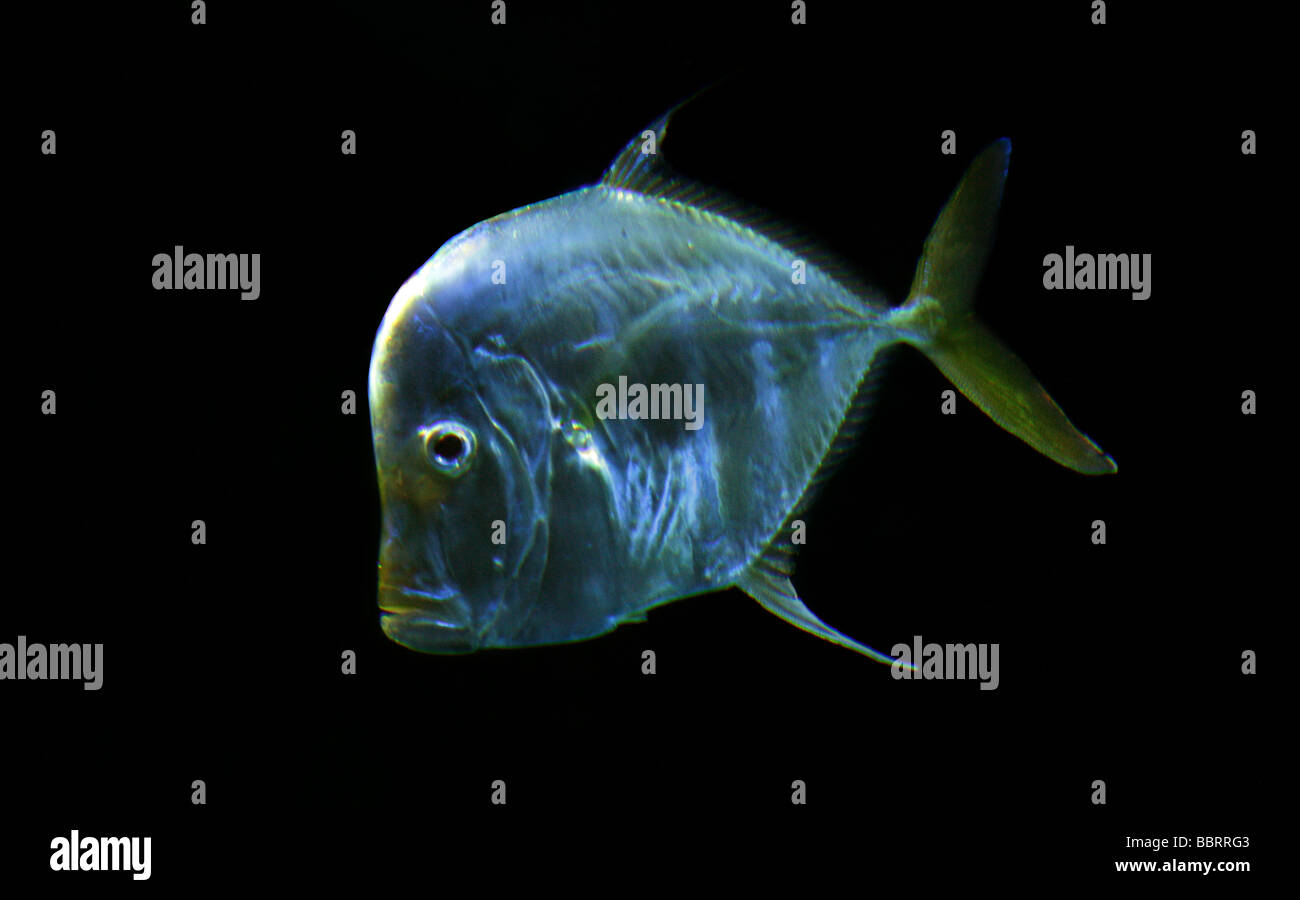 Lookdown Fish, Selene vomer, Carangidae, aka Moonfish, Bluntnose or Jorabado Western Atlantic, Canada, Maine, south to Uruguay. Stock Photo
