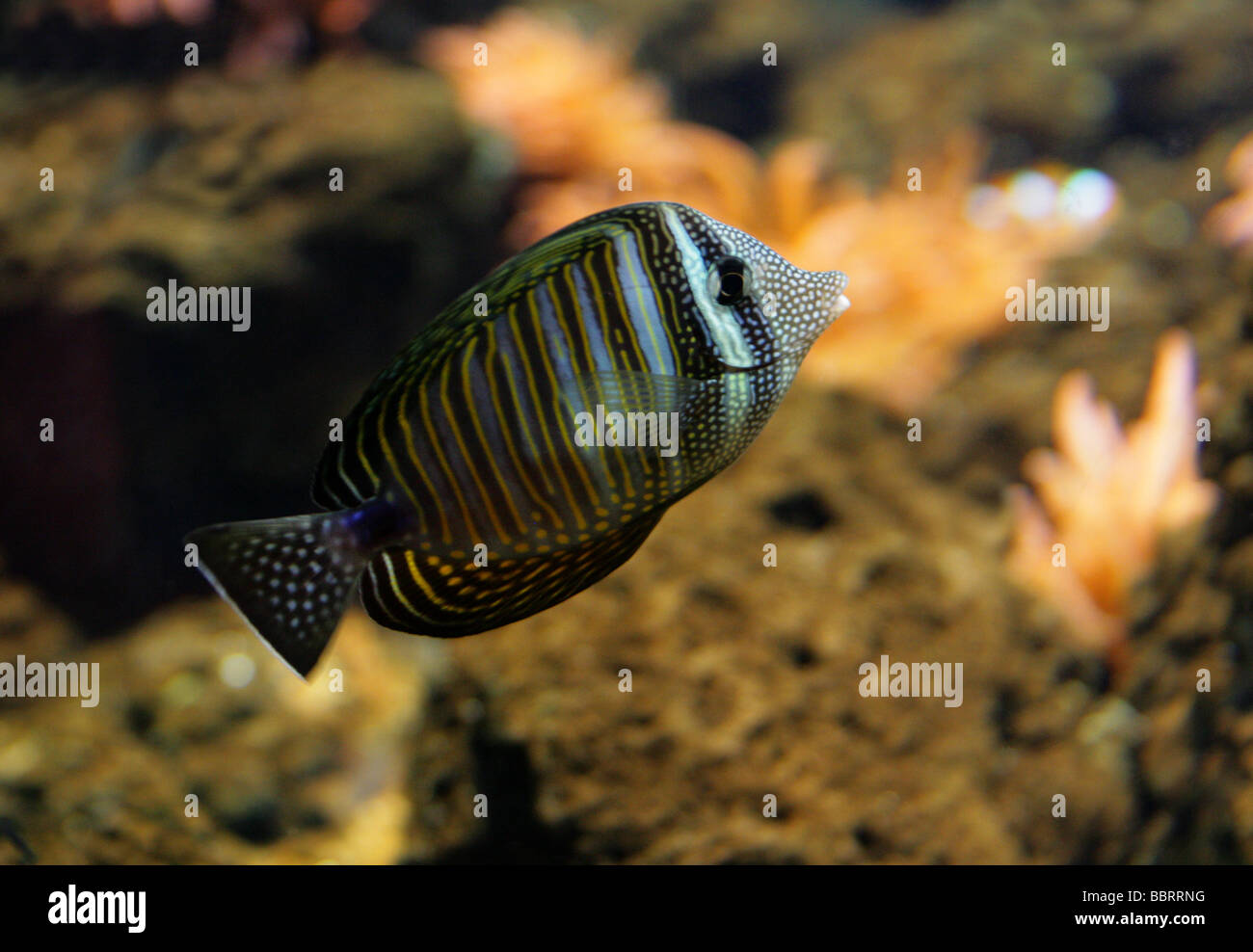 Desjardin's or Red Sea Sailfin Tang, Zebrasoma desjardinii, Acanthuridae Stock Photo