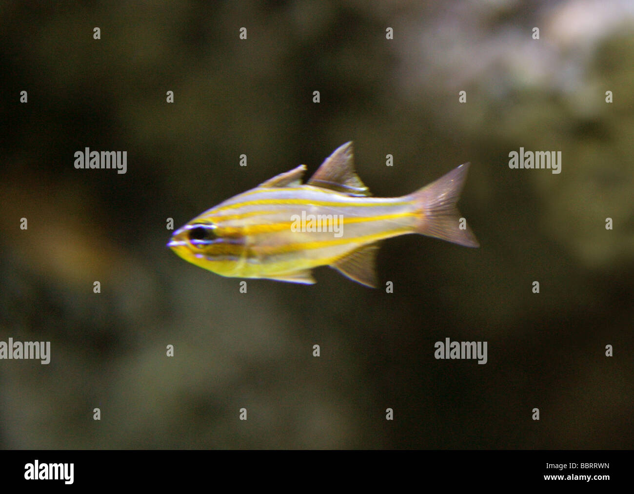 Gold-striped Cardinal Fish, Apogon cyanosoma, Apogonidae, Perciformes.  Tropical Indian Ocean Stock Photo