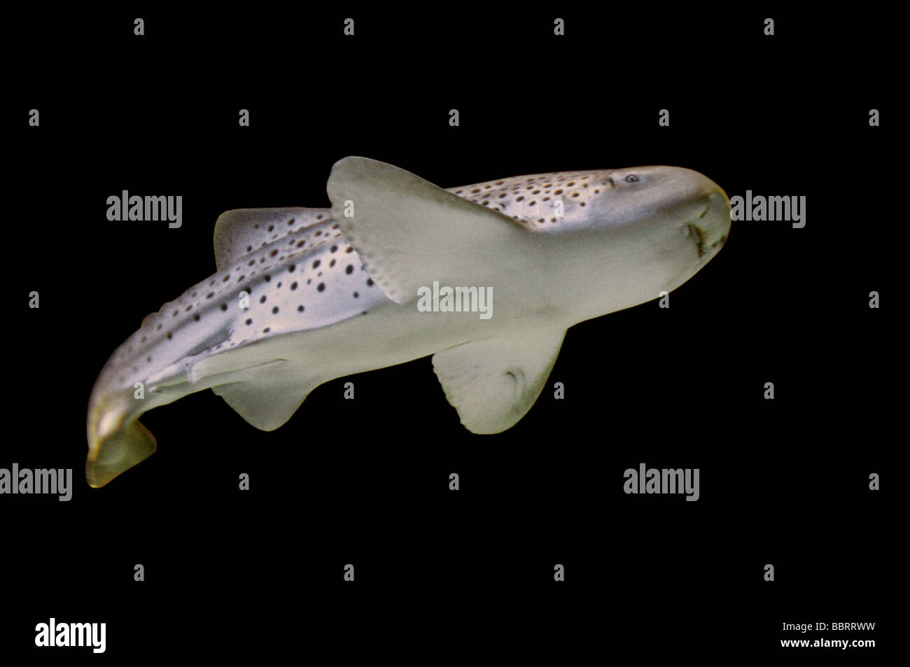Zebra Shark, Stegostoma fasciatum (or varium), Stegostomatidae, aka Leopard Shark, Orectolobiformes. Stock Photo