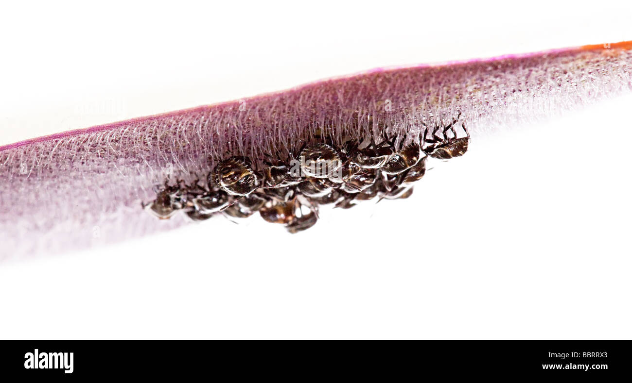 Hatching Insects April Beetles hatching from eggs on undersurface of house plant leaf Stock ...