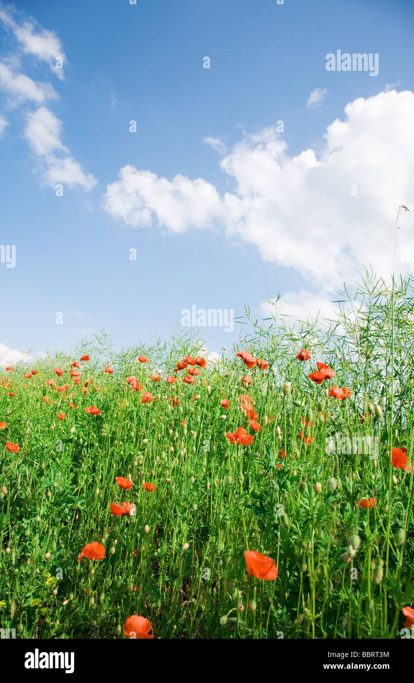 Red poppies and blue sky Stock Photo - Alamy